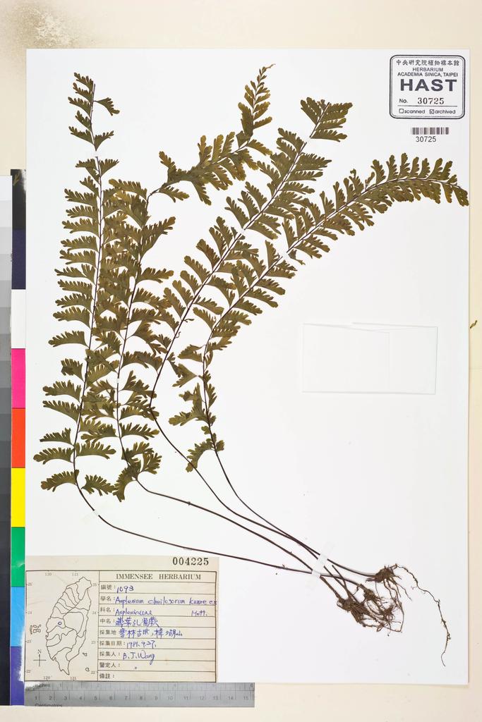 <Unit #82679 Wang, Bi-Jao | 王弼昭 | 1093:: | Asplenium cheilosorum Kunze ex Mett.>