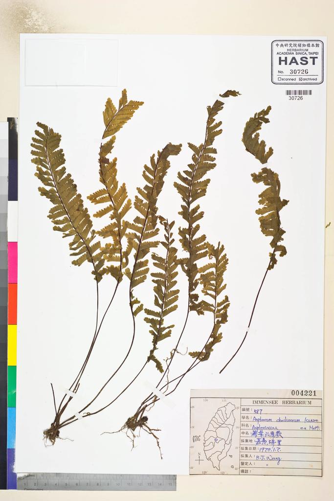 <Unit #1456 Wang, Bi-Jao | 王弼昭 | 587:: | Asplenium cheilosorum Kunze ex Mett.>