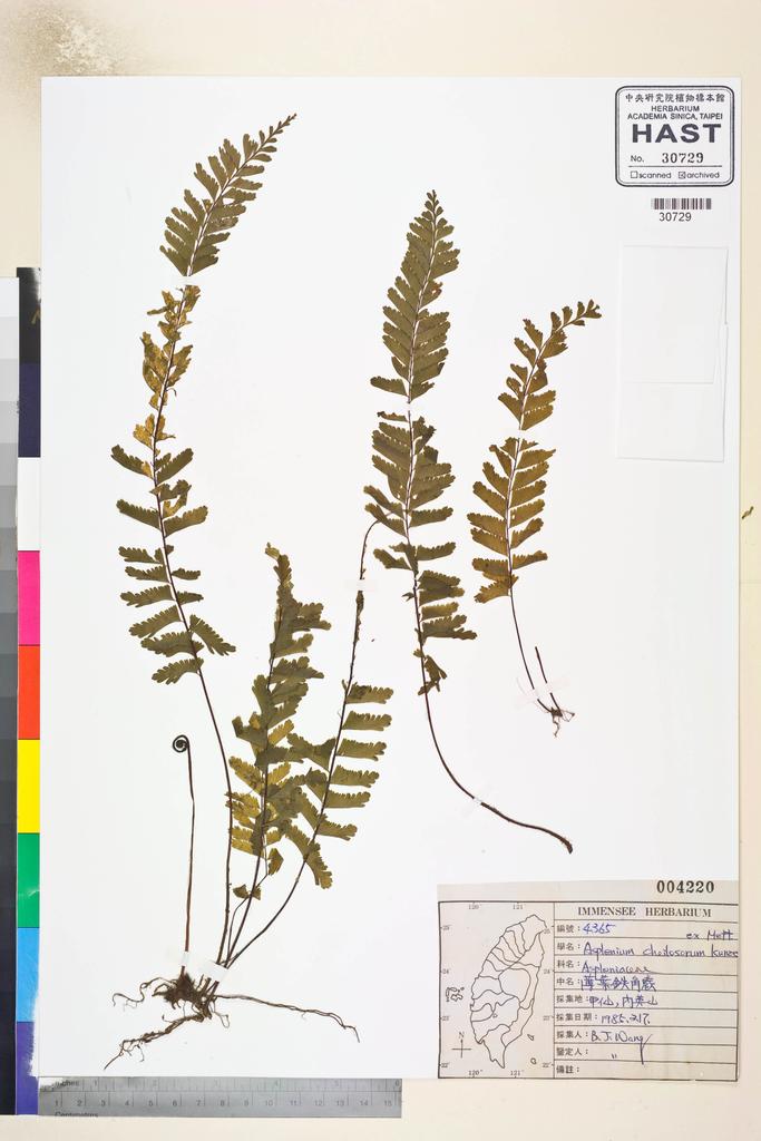 <Unit #42398 Wang, Bi-Jao | 王弼昭 | 4365:: | Asplenium cheilosorum Kunze ex Mett.>