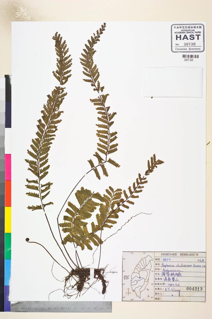 <Unit #39605 Wang, Bi-Jao | 王弼昭 | 3510:: | Asplenium cheilosorum Kunze ex Mett.>