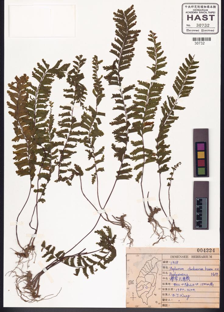 <Unit #82712 Wang, Bi-Jao | 王弼昭 | 1318:: | Asplenium cheilosorum Kunze ex Mett.>