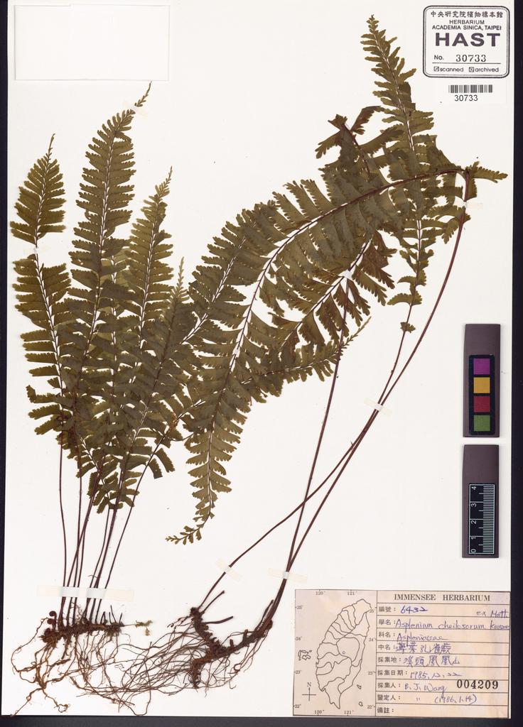 <Unit #82701 Wang, Bi-Jao | 王弼昭 | 6432:: | Asplenium cheilosorum Kunze ex Mett.>
