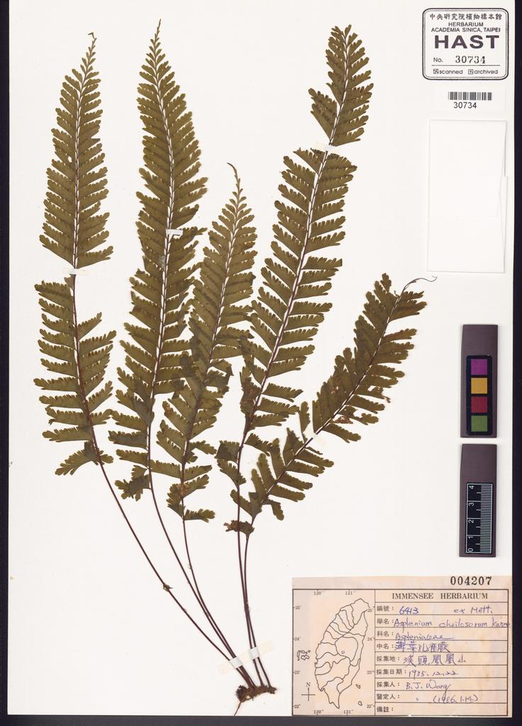 <Unit #82705 Wang, Bi-Jao | 王弼昭 | 6413:: | Asplenium cheilosorum Kunze ex Mett.>