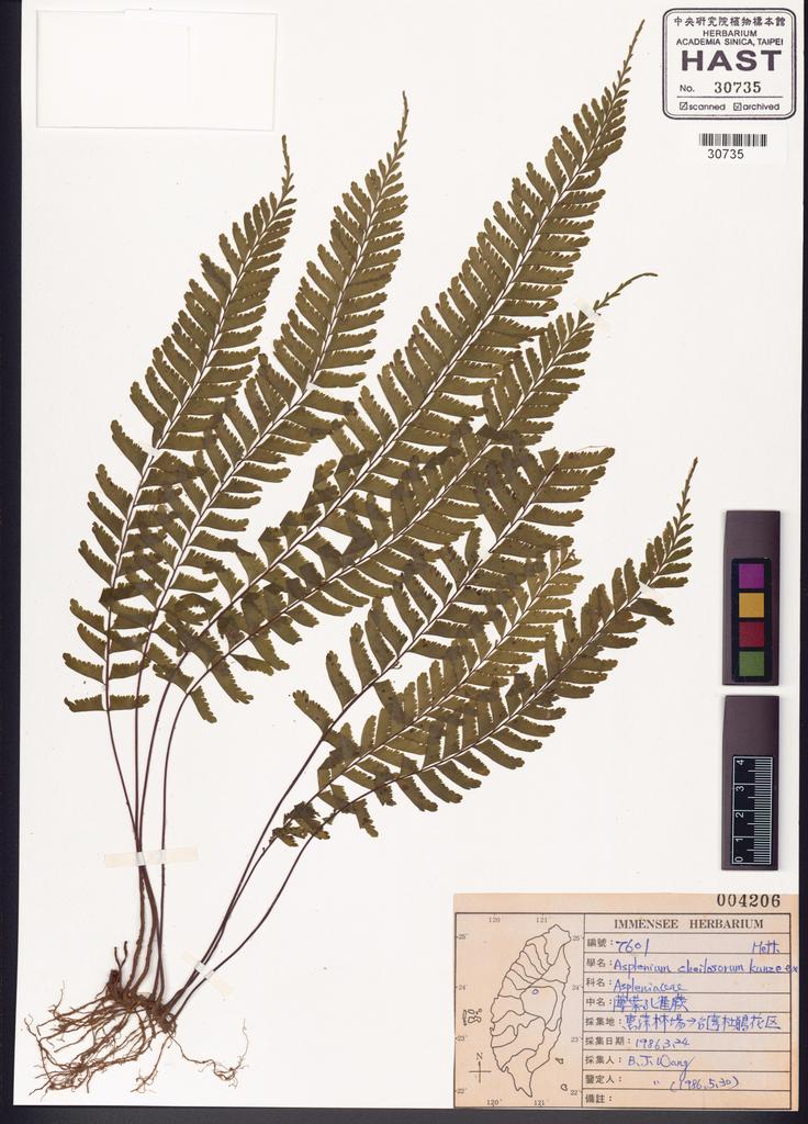 <Unit #82700 Wang, Bi-Jao | 王弼昭 | 7601:: | Asplenium cheilosorum Kunze ex Mett.>