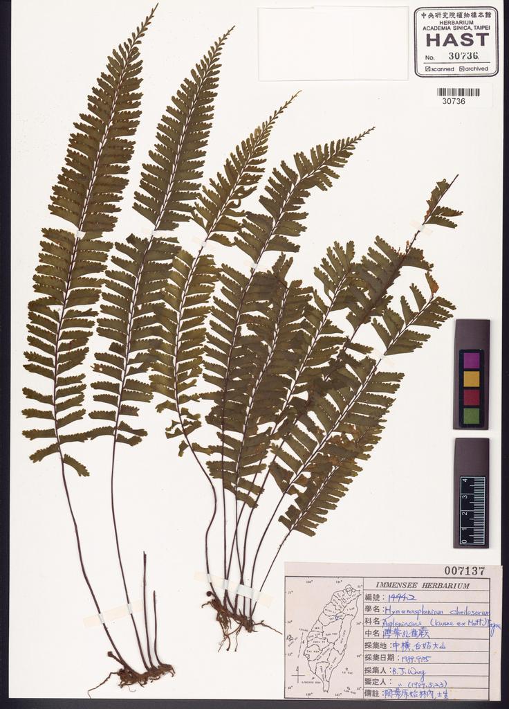<Unit #82706 Wang, Bi-Jao | 王弼昭 | 14442:: | Asplenium cheilosorum Kunze ex Mett.>