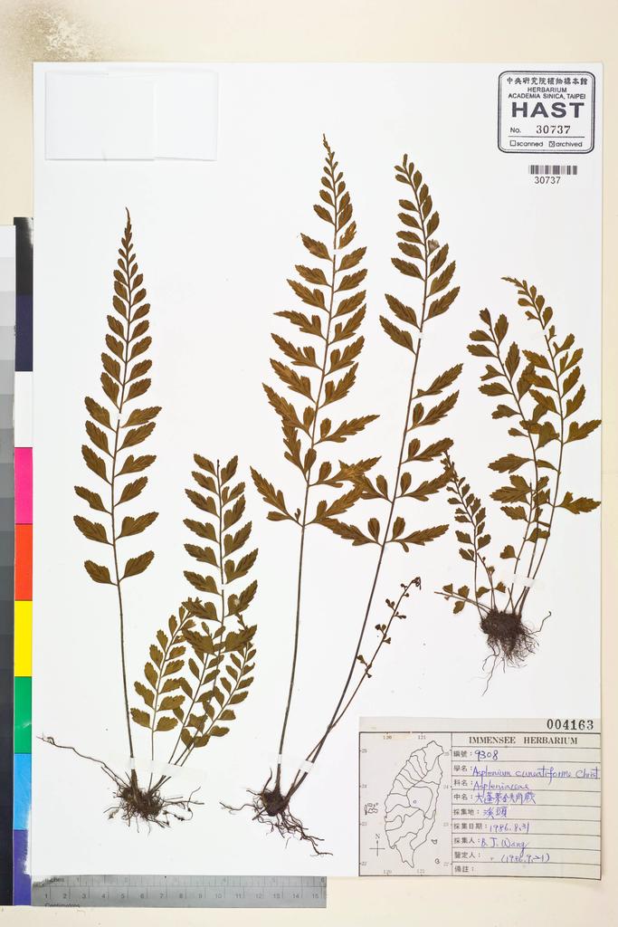 <Unit #82796 Wang, Bi-Jao | 王弼昭 | 9308:: | Asplenium cuneatiforme Christ>