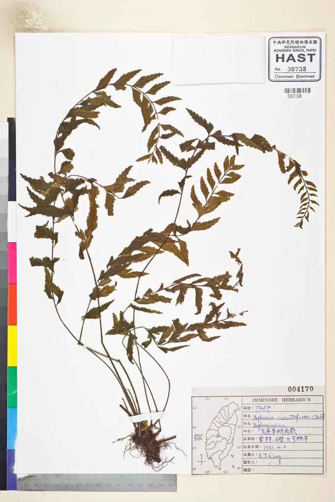 <Unit #82798 Wang, Bi-Jao | 王弼昭 | 7267:: | Asplenium cuneatiforme Christ>