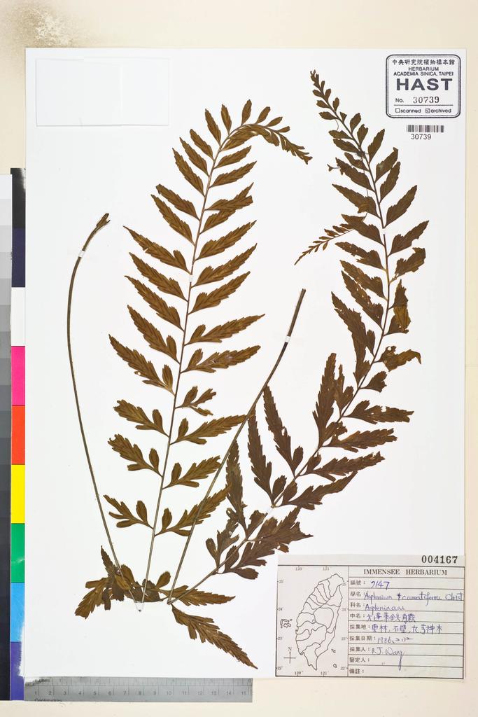 <Unit #82799 Wang, Bi-Jao | 王弼昭 | 7147:: | Asplenium cuneatiforme Christ>