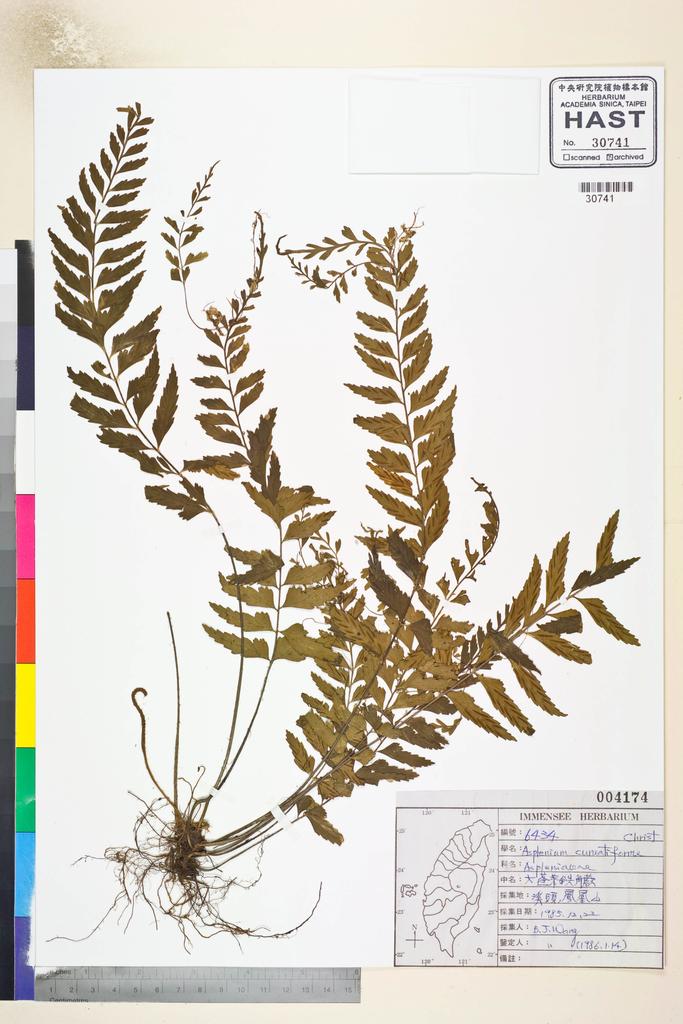 <Unit #82800 Wang, Bi-Jao | 王弼昭 | 6434:: | Asplenium cuneatiforme Christ>