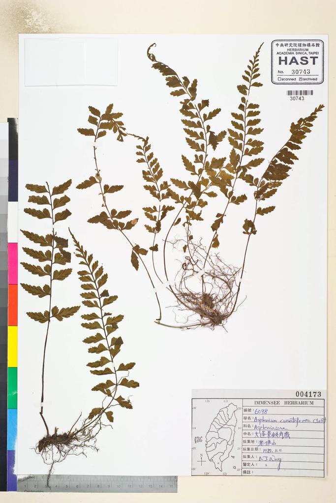 <Unit #82801 Wang, Bi-Jao | 王弼昭 | 6098:: | Asplenium cuneatiforme Christ>