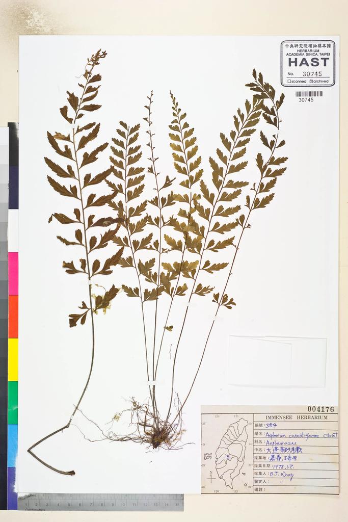<Unit #12512 Wang, Bi-Jao | 王弼昭 | 584:: | Asplenium cuneatiforme Christ>