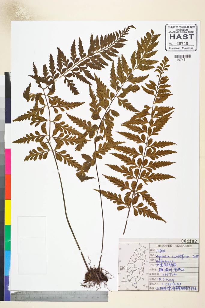 <Unit #82793 Wang, Bi-Jao | 王弼昭 | 10804:: | Asplenium cuneatiforme Christ>