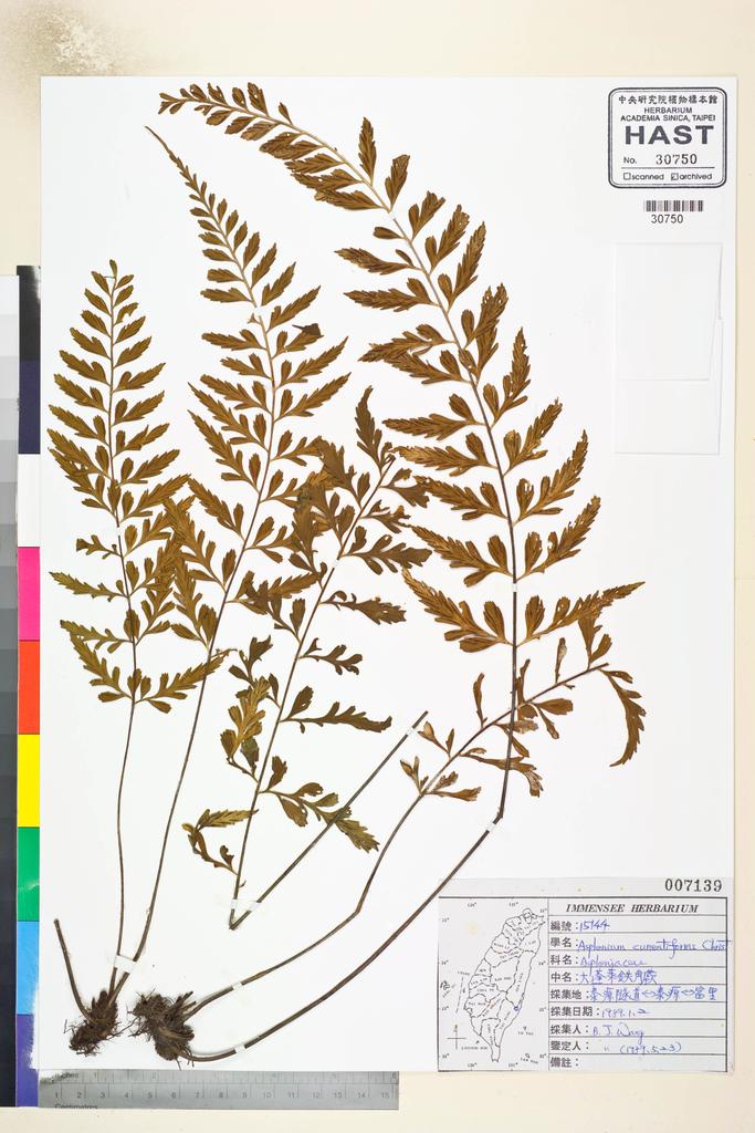 <Unit #82803 Wang, Bi-Jao | 王弼昭 | 15144:: | Asplenium cuneatiforme Christ>