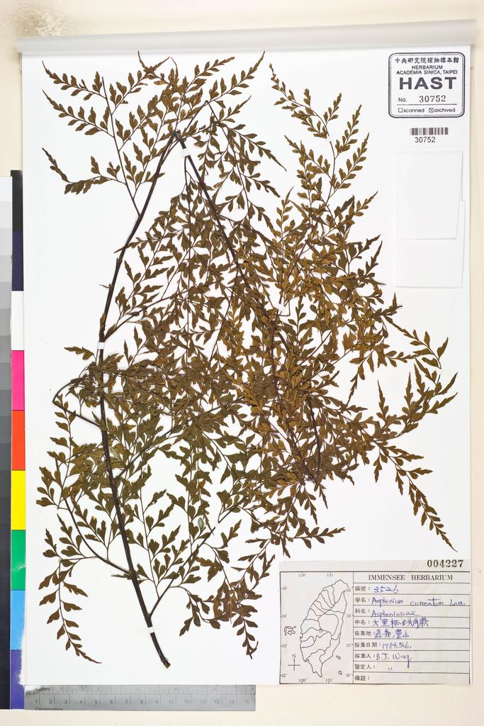 <Unit #37882 Wang, Bi-Jao | 王弼昭 | 3526:: | Asplenium cuneatum Lam.>
