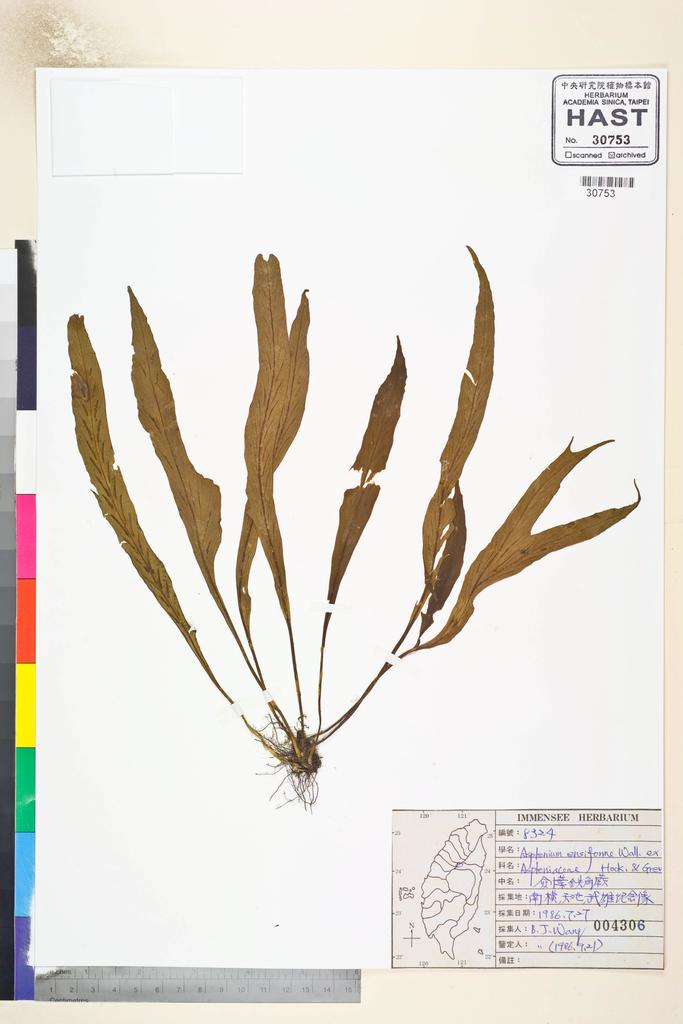 <Unit #84627 Wang, Bi-Jao | 王弼昭 | 8324:: | Asplenium ensiforme Wall. ex Hook. & Grev.>