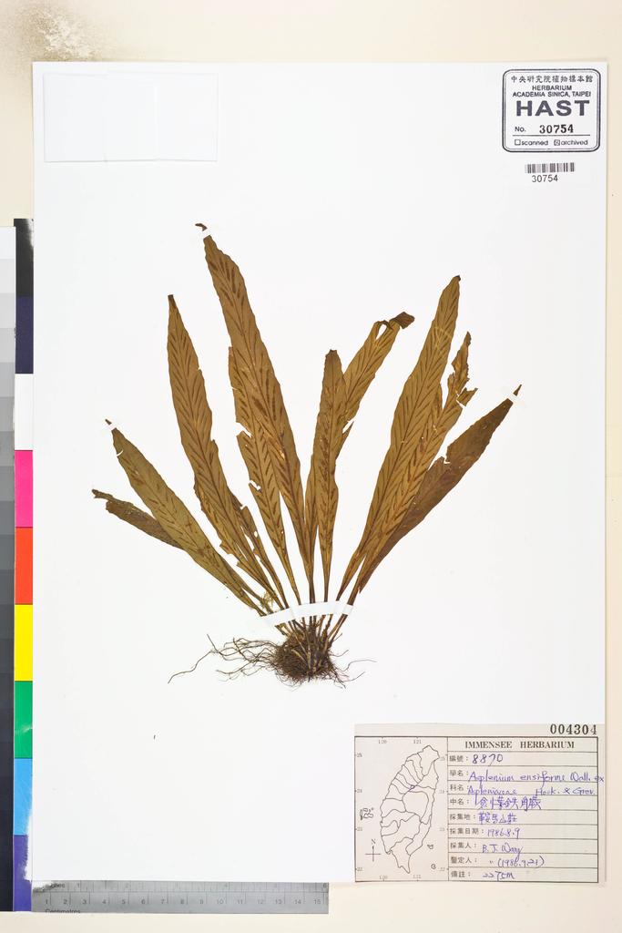 <Unit #84626 Wang, Bi-Jao | 王弼昭 | 8870:: | Asplenium ensiforme Wall. ex Hook. & Grev.>