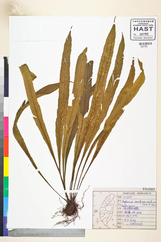 <Unit #84625 Wang, Bi-Jao | 王弼昭 | 10855:: | Asplenium ensiforme Wall. ex Hook. & Grev.>