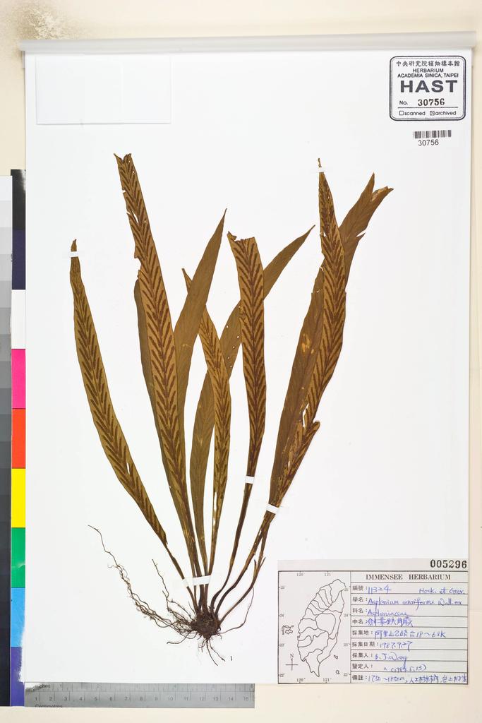 <Unit #84620 Wang, Bi-Jao | 王弼昭 | 11324:: | Asplenium ensiforme Wall. ex Hook. & Grev.>