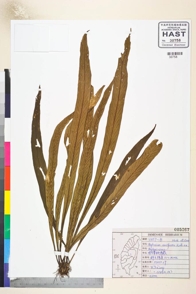 <Unit #84618 Wang, Bi-Jao | 王弼昭 | 13157::B | Asplenium griffithianum Hook.>