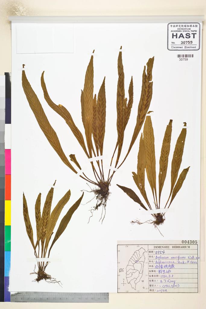 <Unit #84621 Wang, Bi-Jao | 王弼昭 | 8854:: | Asplenium ensiforme Wall. ex Hook. & Grev.>