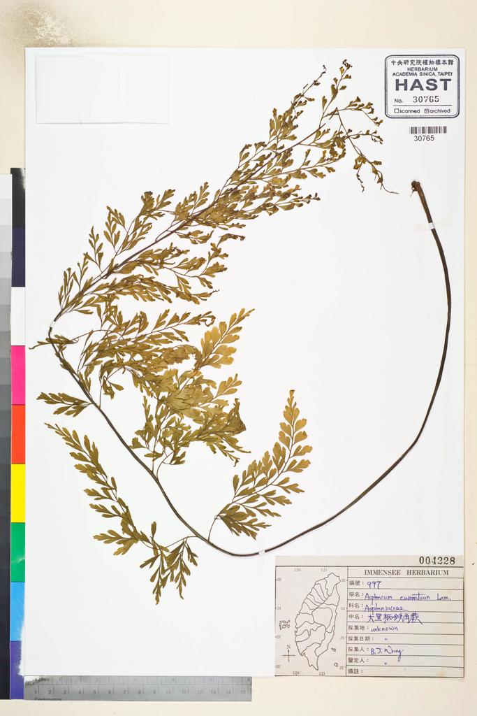 <Unit #82828 Wang, Bi-Jao | 王弼昭 | 997:: | Asplenium cuneatum Lam.>