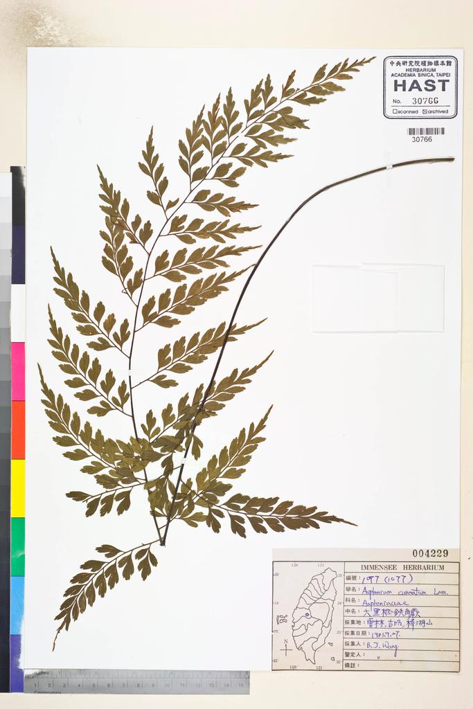 <Unit #82827 Wang, Bi-Jao | 王弼昭 | 1077:: | Asplenium cuneatum Lam.>