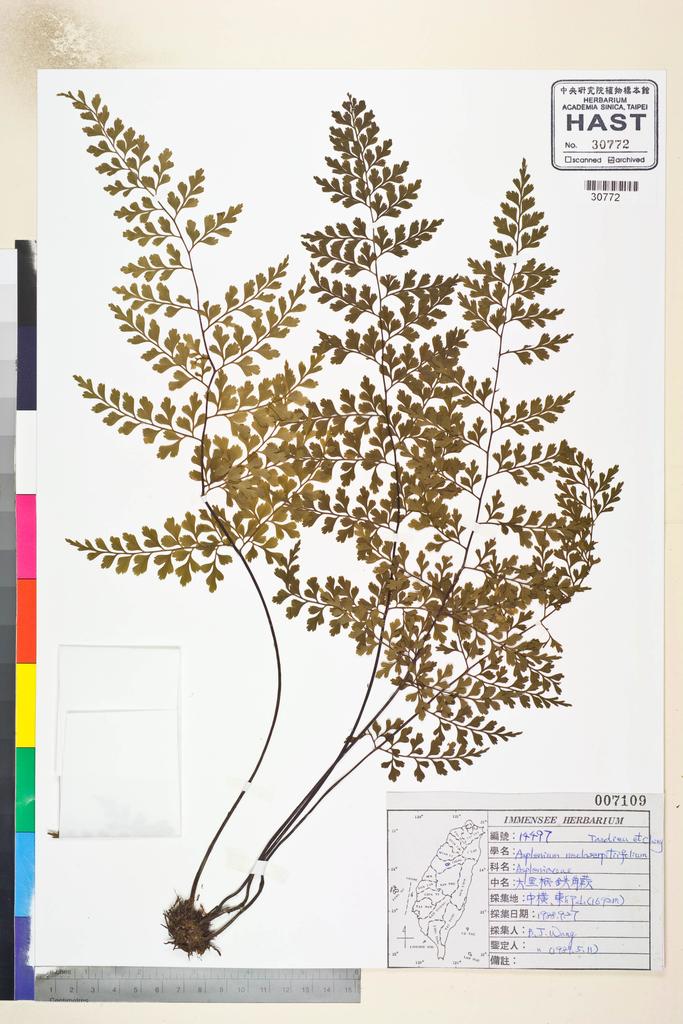 <Unit #82822 Wang, Bi-Jao | 王弼昭 | 14497:: | Asplenium neolaserpitiifolium Tardieu & Ching>