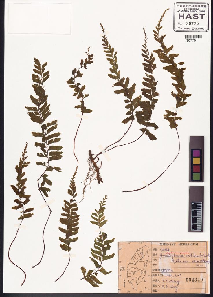 <Unit #84776 Wang, Bi-Jao | 王弼昭 | 7048:: | Asplenium filipes Copel.>
