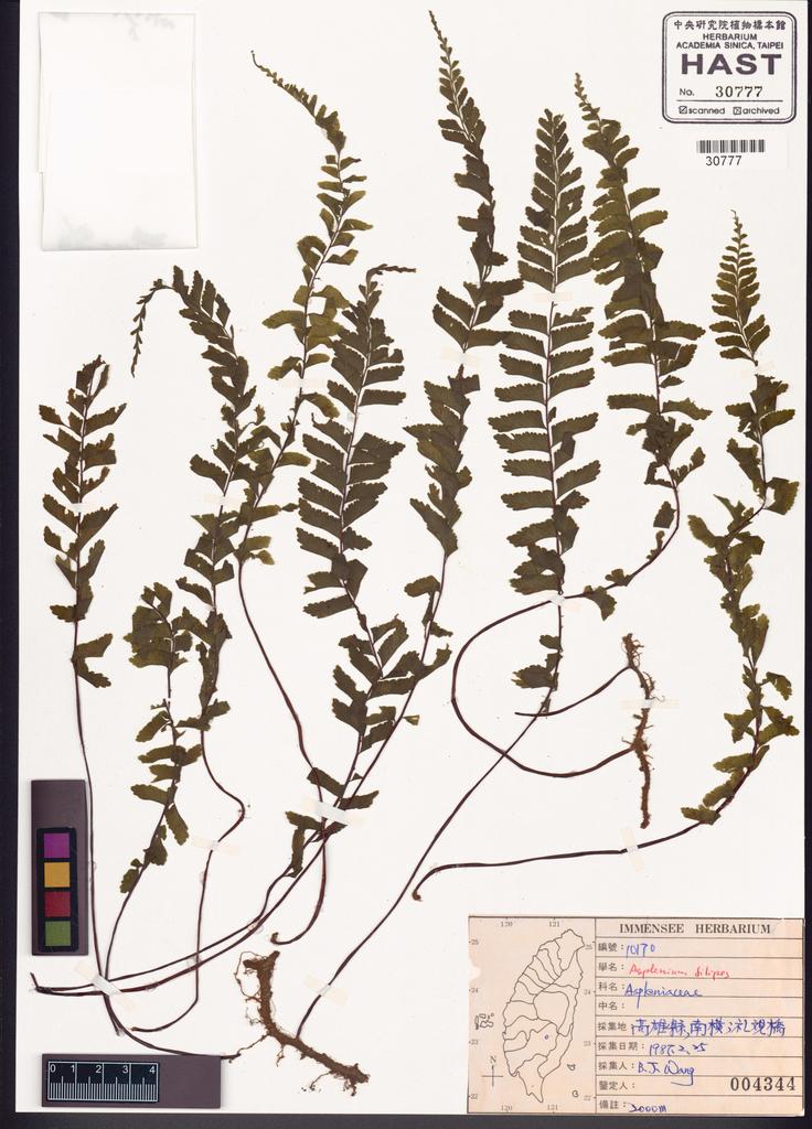 <Unit #84778 Wang, Bi-Jao | 王弼昭 | 10170:: | Asplenium filipes Copel.>