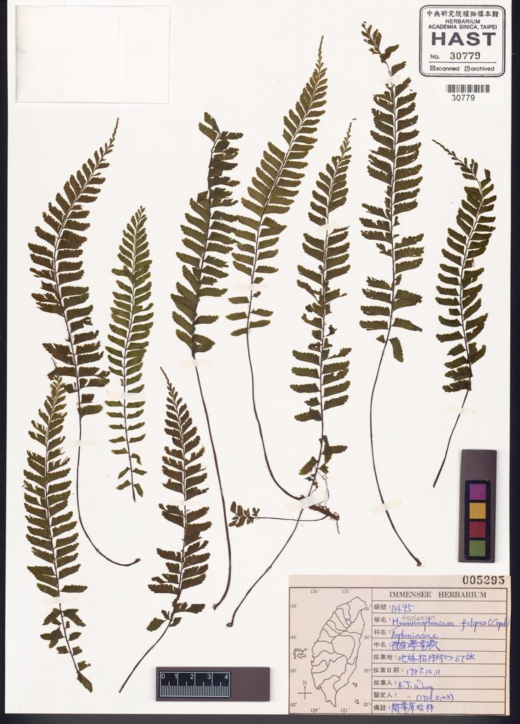 <Unit #84780 Wang, Bi-Jao | 王弼昭 | 11495:: | Asplenium filipes Copel.>