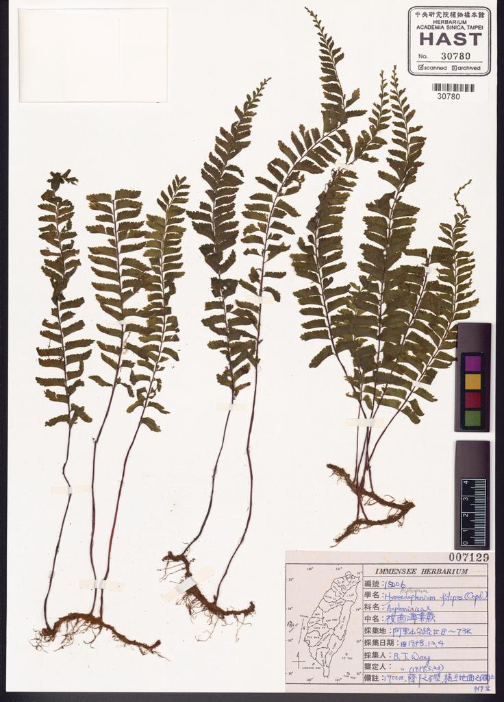 <Unit #84772 Wang, Bi-Jao | 王弼昭 | 15006:: | Asplenium filipes Copel.>