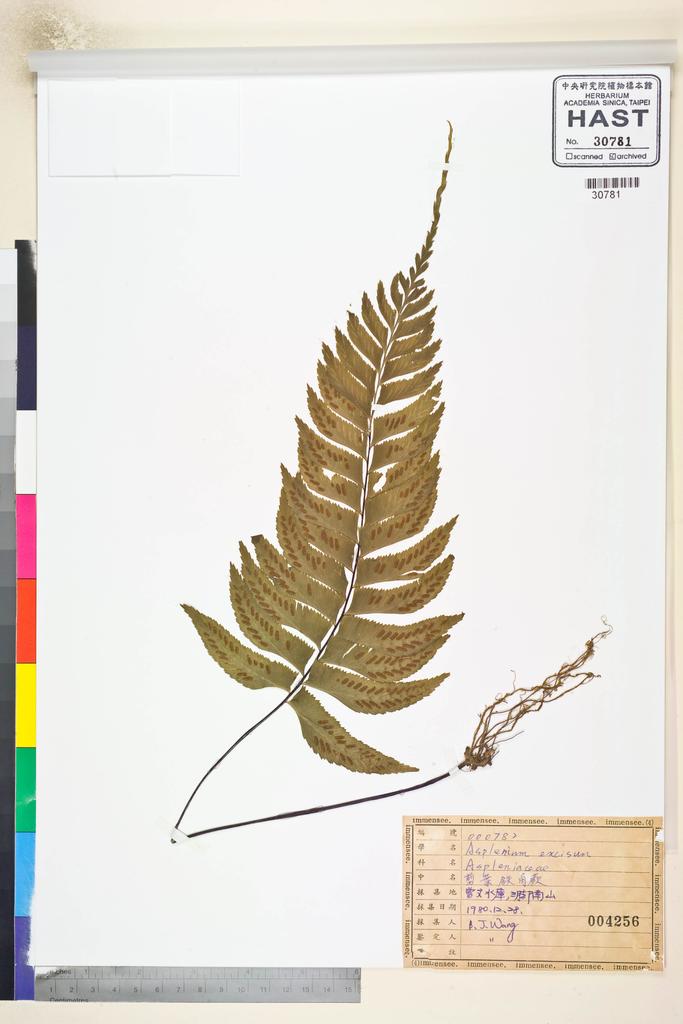 <Unit #37235 Wang, Bi-Jao | 王弼昭 | 782:: | Asplenium excisum Presl>