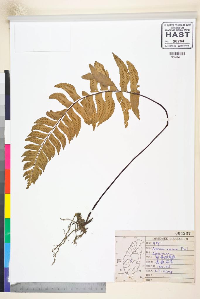 <Unit #35017 Wang, Bi-Jao | 王弼昭 | 957:: | Asplenium excisum Presl>