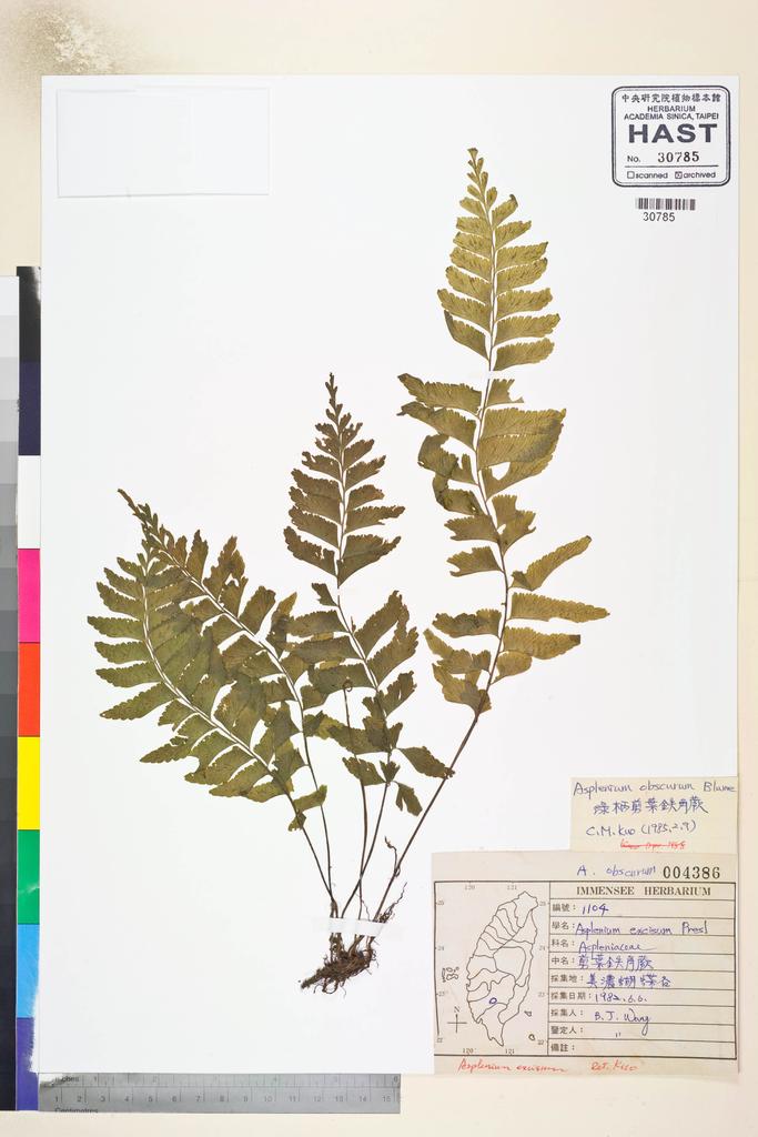 <Unit #84654 Wang, Bi-Jao | 王弼昭 | 1104:: | Asplenium obscurum Blume>