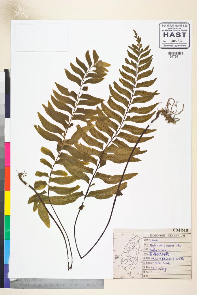<Unit #84653 Wang, Bi-Jao | 王弼昭 | 1322:: | Asplenium excisum Presl>