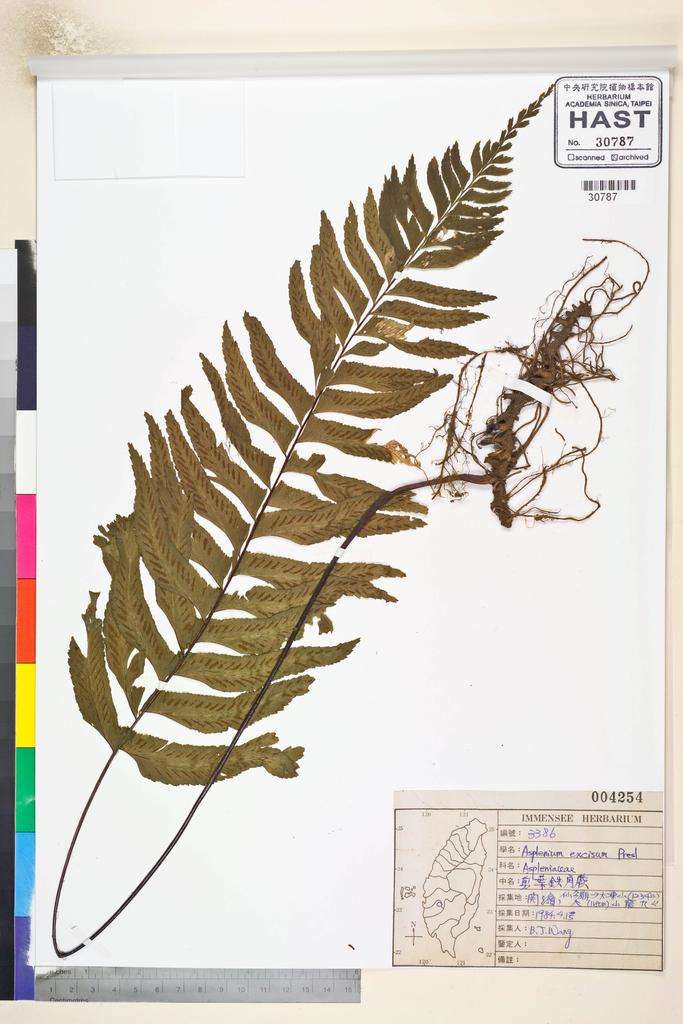 <Unit #84652 Wang, Bi-Jao | 王弼昭 | 3386:: | Asplenium excisum Presl>