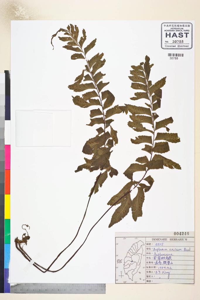 <Unit #84651 Wang, Bi-Jao | 王弼昭 | 3515:: | Asplenium excisum Presl>