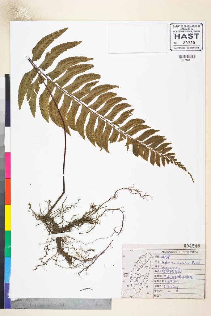 <Unit #84649 Wang, Bi-Jao | 王弼昭 | 4078:: | Asplenium excisum Presl>