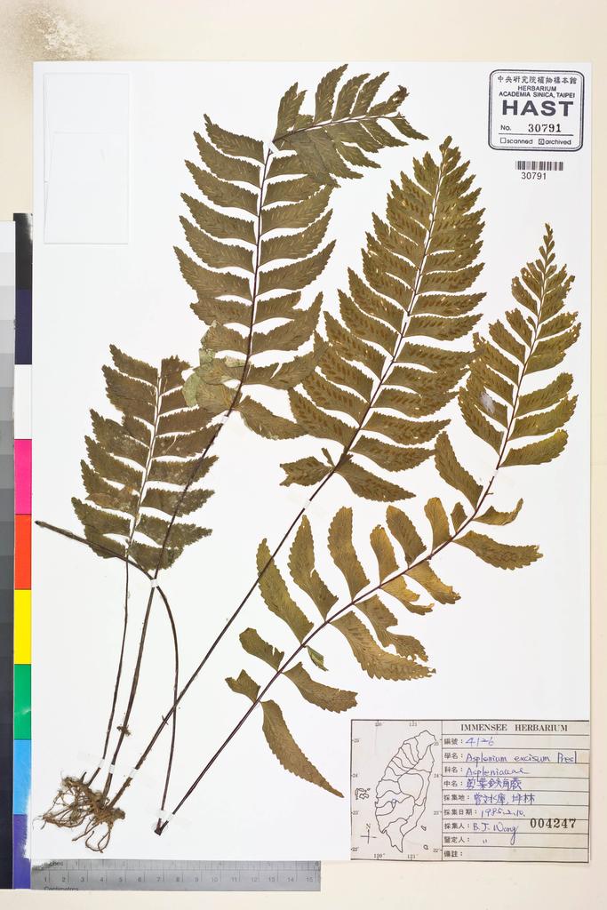 <Unit #84648 Wang, Bi-Jao | 王弼昭 | 4126:: | Asplenium excisum Presl>