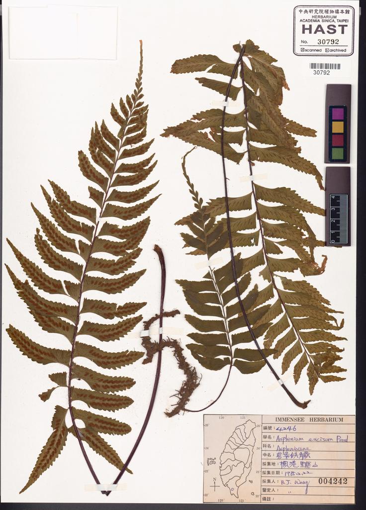 <Unit #37534 Wang, Bi-Jao | 王弼昭 | 4246:: | Asplenium excisum Presl>