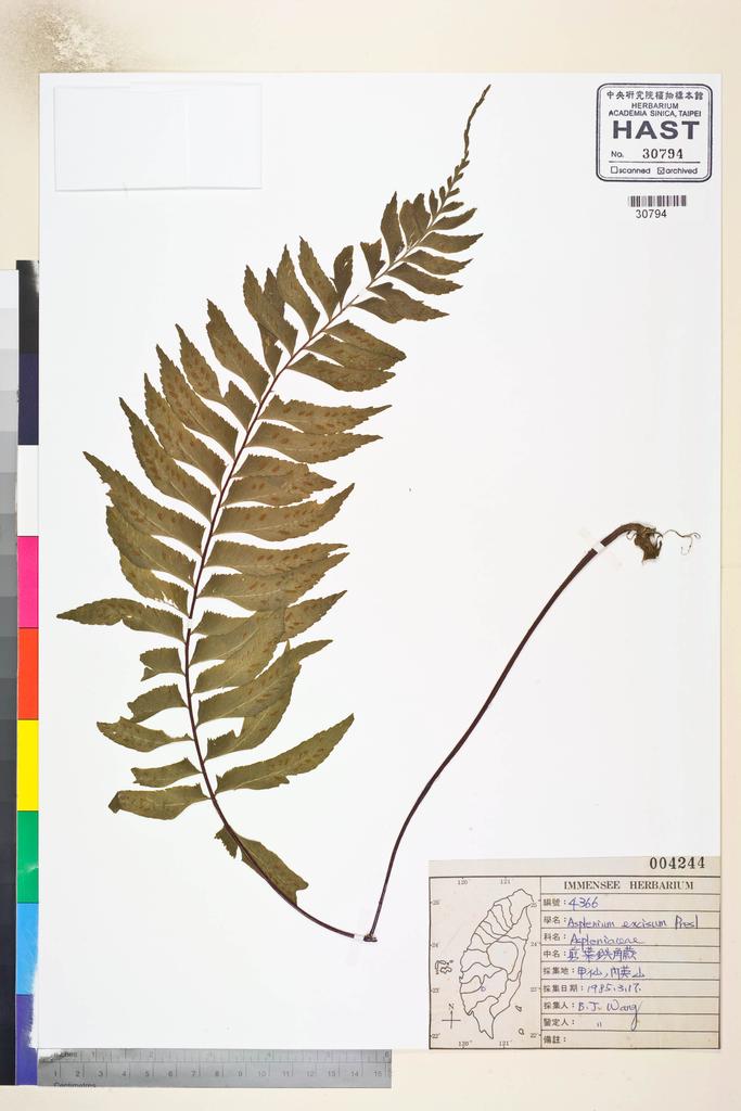 <Unit #84647 Wang, Bi-Jao | 王弼昭 | 4366:: | Asplenium excisum Presl>
