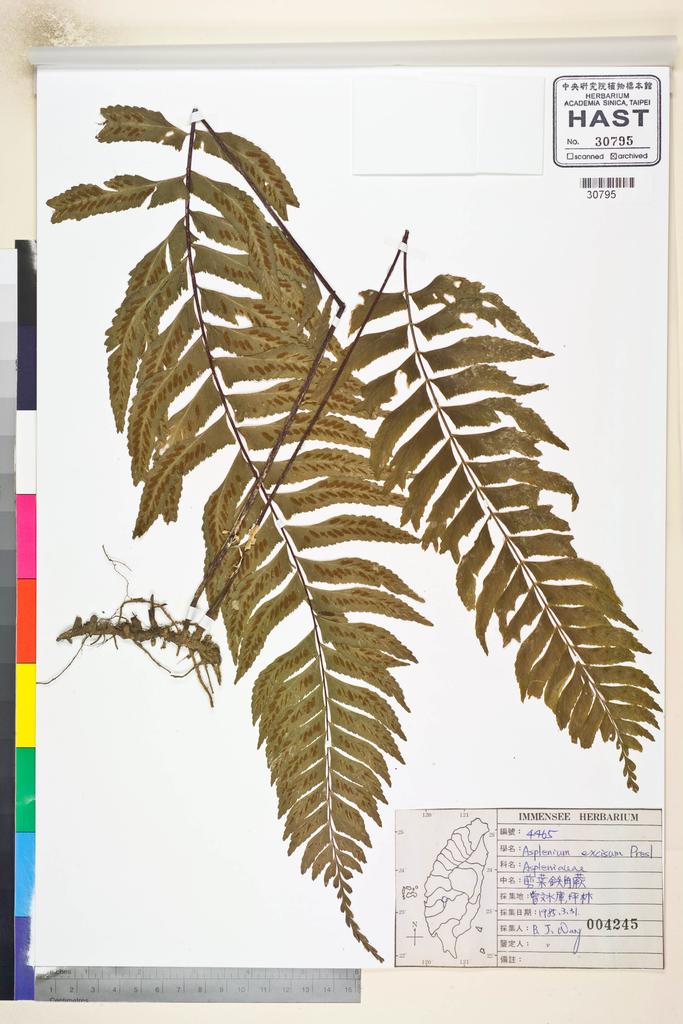 <Unit #84645 Wang, Bi-Jao | 王弼昭 | 4465:: | Asplenium excisum Presl>