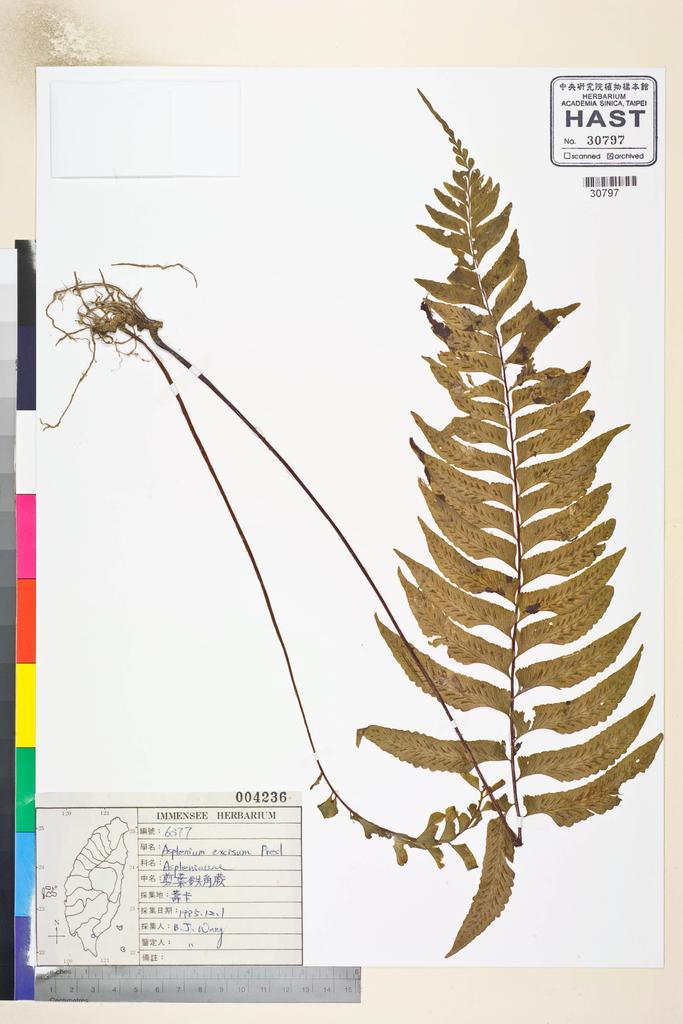 <Unit #84643 Wang, Bi-Jao | 王弼昭 | 6377:: | Asplenium excisum Presl>