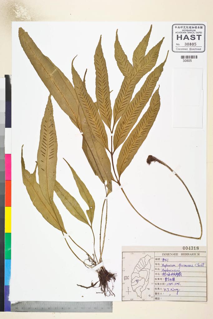 <Unit #40023 Wang, Bi-Jao | 王弼昭 | 841:: | Asplenium formosae Christ>