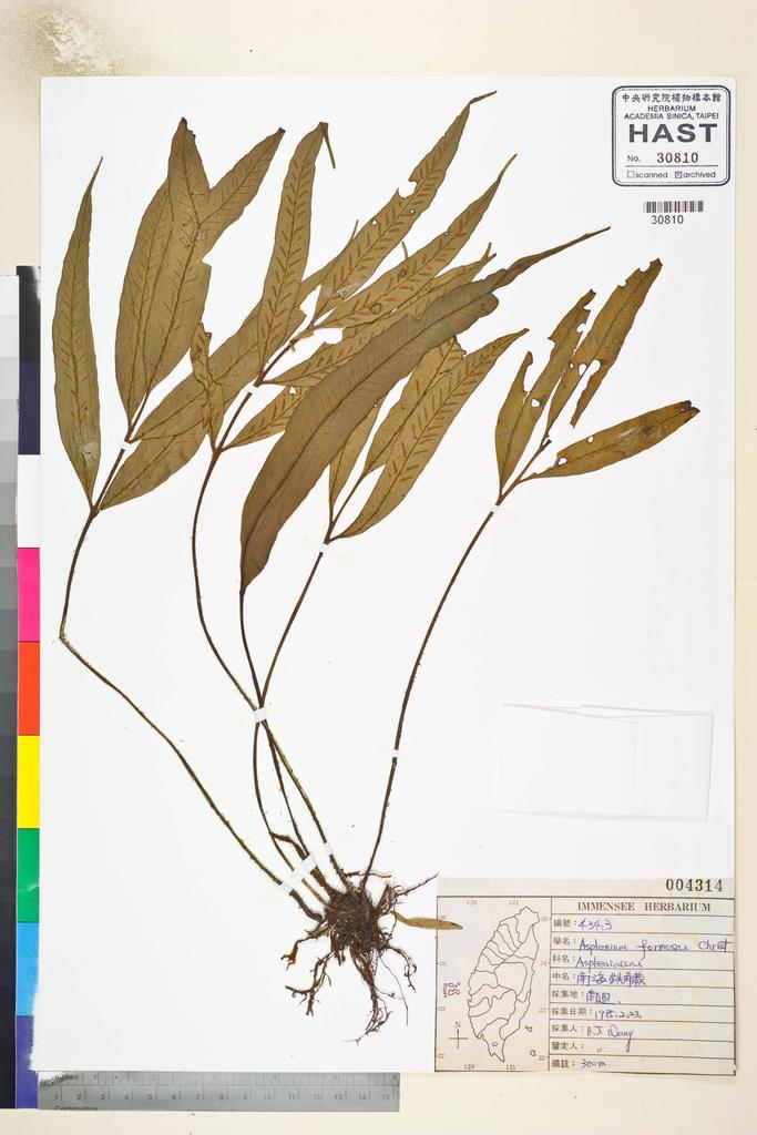 <Unit #40286 Wang, Bi-Jao | 王弼昭 | 4343:: | Asplenium formosae Christ>