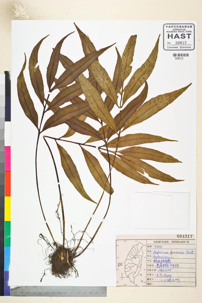 <Unit #84785 Wang, Bi-Jao | 王弼昭 | 7505:: | Asplenium formosae Christ>