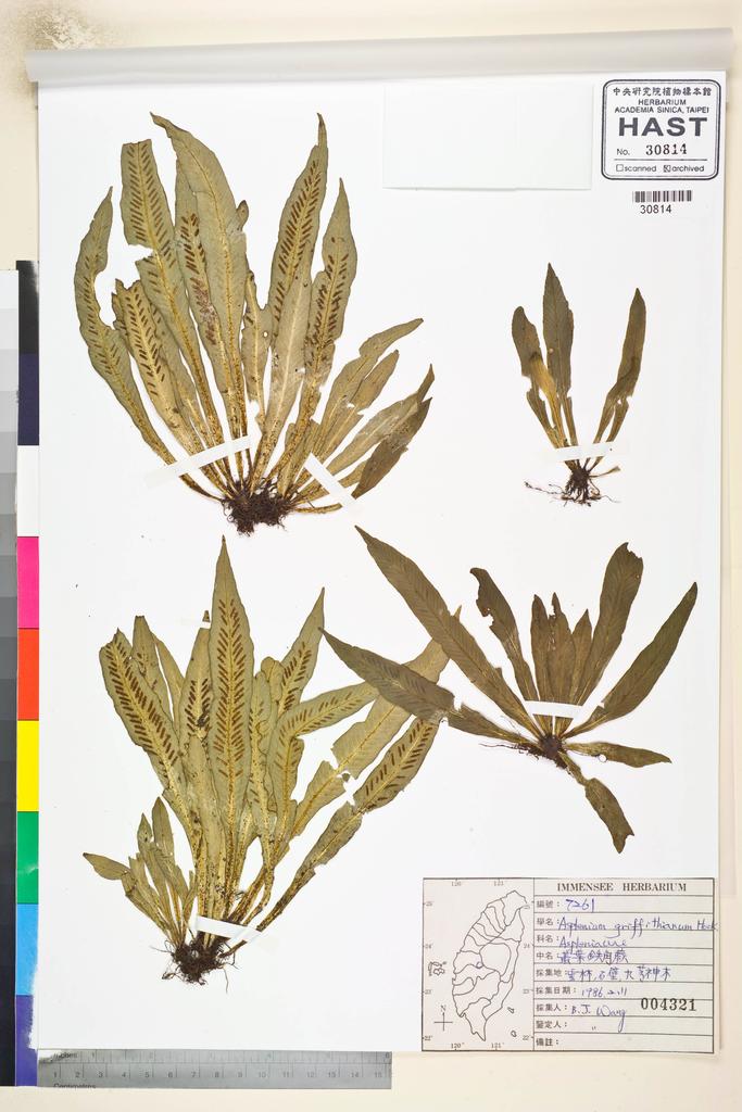 <Unit #84813 Wang, Bi-Jao | 王弼昭 | 7261:: | Asplenium griffithianum Hook.>