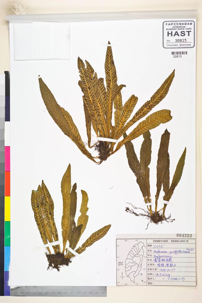 <Unit #84814 Wang, Bi-Jao | 王弼昭 | 6435:: | Asplenium griffithianum Hook.>