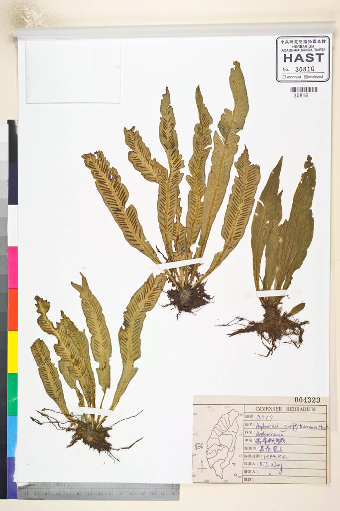 <Unit #38157 Wang, Bi-Jao | 王弼昭 | 3517:: | Asplenium griffithianum Hook.>