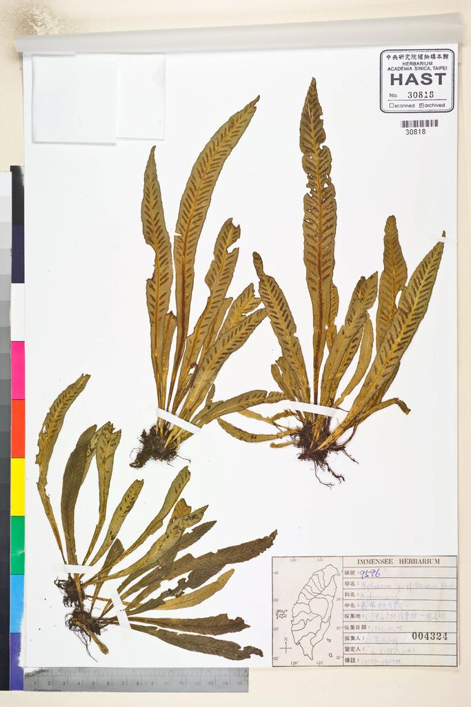 <Unit #84811 Wang, Bi-Jao | 王弼昭 | 9596:: | Asplenium griffithianum Hook.>